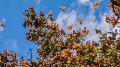 Reserva de la Biosfera Mariposa Monarca cumple 18 años como Patrimonio Mundial