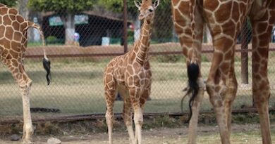Zoológico de Morelia registra más de 500 nacimientos durante la actual administración