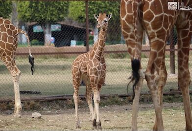 Zoológico de Morelia registra más de 500 nacimientos durante la actual administración