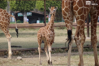 Zoológico de Morelia registra más de 500 nacimientos durante la actual administración