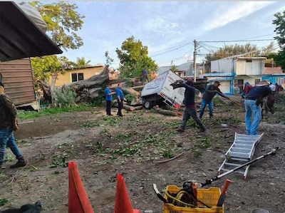 Árbol cae sobre tres vehículos en la colonia Benito Juárez, en Apatzingán