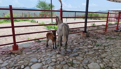 Aseguran cuatro ponis durante cateo realizado en Arteaga.