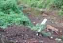 Habitantes de Tancítaro reportaron el avistamiento de un felino silvestre acompañado de su cría