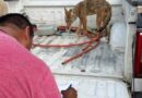 Rescatan coyote mexicano que era mantenido en una vivienda de Numarán. Rescatan coyote mexicano que era mantenido en una vivienda de Numarán.