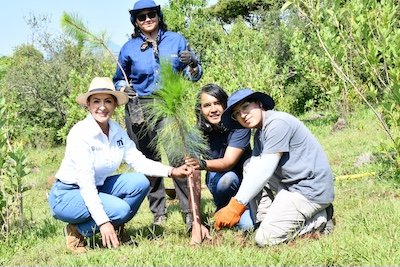 reforestacion