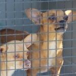perros rescatados