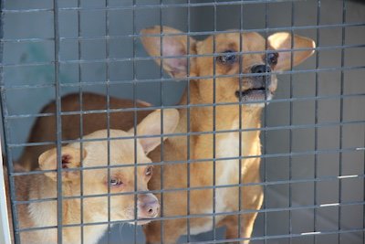 perros rescatados