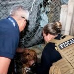 rescate animal