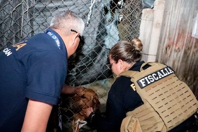 rescate animal