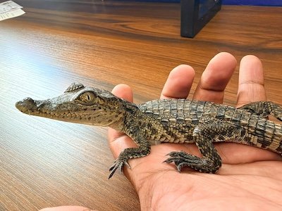 cocodrilo Morelia