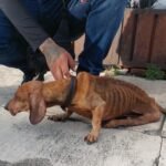 morelia rescate