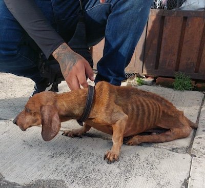 morelia rescate